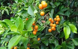 5 loại cây không nên trồng ở trước cửa nhà, gia chủ cố tình trồng thì hậu quả khôn lường