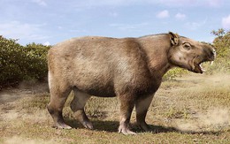 Loài chuột khổng lồ nặng 1 tấn, dài 3 mét, to ngang con trâu mộng