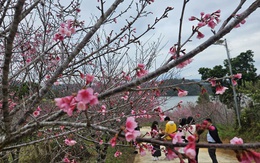 Hàng không, du lịch khẩn trương đổi lịch đón khách dịp Tết Dương lịch 2026