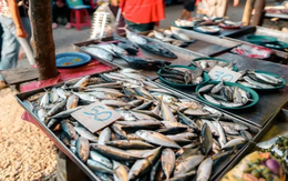 5 loại cá tự nhiên, không thể nuôi nhân tạo, thịt ngọt lại bổ như sâm