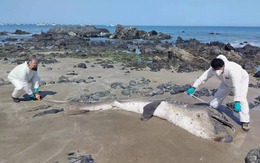 Hai con cá mập miệng rộng khổng lồ, loài chỉ được nhìn thấy chưa đến 300 lần trong lịch sử, liên tiếp mắc cạn tại Peru khiến giới khoa học lo ngại!