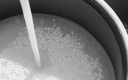 Nấu cơm bằng loại nước trắng đục này tốt gấp vạn lần nước lọc: Cơm ngon, dưỡng da, ngừa nhiều bệnh tật