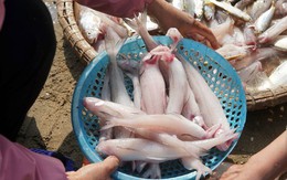 Loại cá da trơn, không có vảy, ít xương, nhiều ở vùng Thanh Hóa, Nghệ An, Hà Tĩnh: Nhiều chất mà lại rẻ