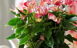 Tết rước 1 chậu cây này về nhà: Vận tiền bạc, chức vị đều "lên hương"