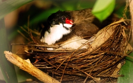 Loài chim “hút tài lộc”: Xuất hiện dày đặc ở Việt Nam vì lý do không ngờ