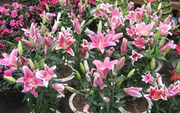 Người xưa dặn: 4 loại hoa chỉ nên để ngoài hiên – mang vào phòng khách là “tán khí, thất lộc”, tài vận xuống dốc lúc nào không hay