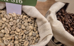 Giá cà phê hôm nay 3-12: Rớt giá liên tục, chưa tìm thấy đáy