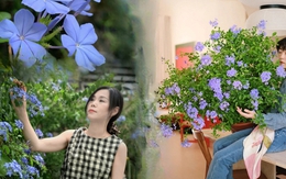 Hoa thanh xà đang được hội mê cây săn lùng: Dễ trồng, dễ “bùng nở”, góc nhà lên hình đẹp như trời Tây