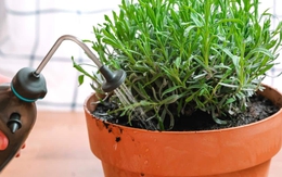 5 loại cây quen thuộc dễ trồng, vừa đuổi muỗi - ruồi, vừa lọc không khí trong nhà