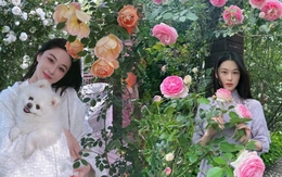 Từng là mỹ nhân thị phi, giờ là “bà chủ nông trại nhỏ”: Trương Hinh Dư khoe vườn hoa, vườn rau đẹp như tranh Monet khiến chị em phát sốt