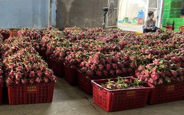 Giá thanh long chong đèn tại Lâm Đồng đạt mức cao nhất nhiều năm