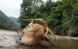 Gặp "thủy quái nước ngọt" dài 1,5m, nặng gần 30kg: Cá thể hiếm tới mức nhiều năm mới trồi lên một lần