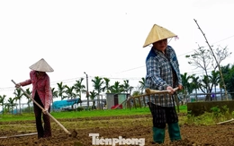 Giá giống tăng cao, nông dân làng rau Đà Nẵng thấp thỏm lo 'mất Tết'