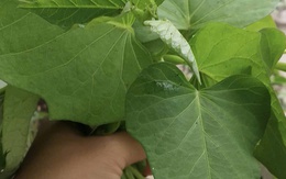 Xuất khẩu lá lạ, bất ngờ thu về 10 triệu USD