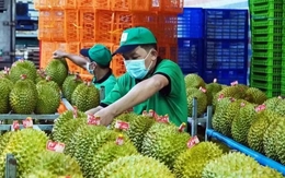 Xuất khẩu sầu riêng cao nhất từ trước đến nay