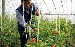 Phát hiện 1 nhân viên ngân hàng bỏ việc lương cao về quê trồng rau, chỉ 1 năm đã thành triệu phú