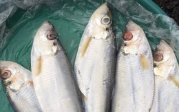 Loại cá được mệnh danh là "tứ quý ngư”, đứng đầu danh sách cá quý mà dân sành ăn săn lùng