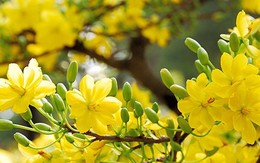 Lịch nghỉ Tết Dương lịch 2026 của hệ thống ngân hàng