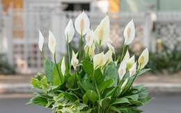 3 loại cây cát lành dễ trồng, đặt góc nào cũng tốt cho sức khỏe