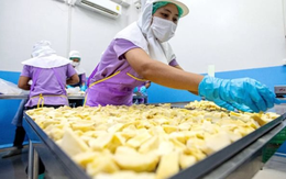 Đối thủ sầu riêng Việt Nam, Thái Lan bất ngờ đón tin buồn: Nhiều giống cao cấp giá thấp nhất 10 năm, nhà vườn lao đao