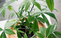 Loại cây được vinh danh là “Cây của năm 2026”: Tượng trưng cho tài lộc, lọc không khí cực đỉnh