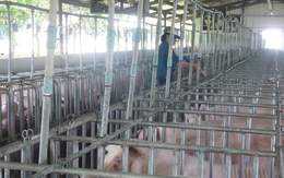 Giá heo hơi hôm nay, 31-12: Bất ngờ đảo chiều giảm