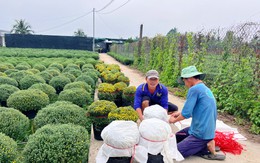 Hoa Tết nở sớm, nhà vườn đứng ngồi không yên