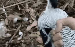 Đi rừng gặp gà lôi trắng bị mắc bẫy, người đàn ông có hành động được công an xã "gọi tên"