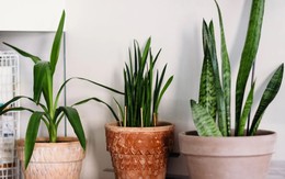 7 loại cây trồng trong nhà có thể đem lại vận xui, trước khi mua hãy cân nhắc kỹ
