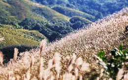 Về Quảng Ninh ngắm cỏ lau 'thức giấc' trên dải biên cương Bình Liêu