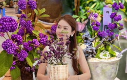 Loài cây Tết đến nhiều nhà muốn có: Chuỗi ngọc tím thổi bừng sức sống năm mới, hút tài lộc vào nhà
