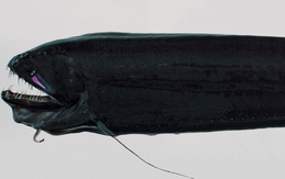 Loài thủy quái đáng sợ nhất hành tinh