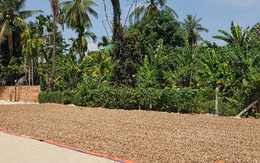 Cứu tinh từ châu Phi đổ bộ giúp Việt Nam xuất khẩu bỏ xa cả thế giới: Nước ta chi hàng tỷ USD mỗi năm để mua hàng, được người Mỹ cực kỳ ưa chuộng