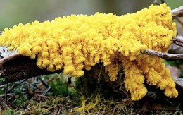 "Quái vật" kỳ lạ nhất hành tinh: Không não nhưng rất thông minh, có gần 720 giới tính