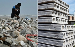 Phát minh có thể làm rung chuyển ngành xây dựng: Dùng thứ bị bỏ đi ở khắp các bờ biển để trộn thêm, giúp bê tông cứng hơn 20%, giảm phát thải CO2 đến 36%