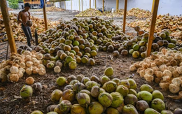 Mỹ miễn thuế với một loại sản vật tỷ đô, nông dân Philippines vẫn gặp khó vì giá rẻ, Việt Nam cũng đang chứng kiến giá lao dốc