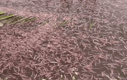 Sinh vật "ngọ nguậy" xuất hiện trên mâm cơm Hải Phòng: Là đặc sản được săn lùng, nay vừa vào mùa rộ