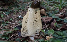 "Kho báu" sinh học chỉ tồn tại 10 giờ: Các nhà khoa học Việt Nam và Nga phát hiện ở Bái Tử Long