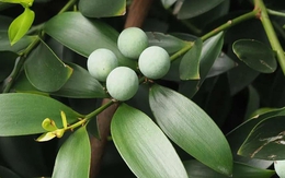 Loại cây “giữ tiền", mang lại bình an: Nhiều nhà trồng mà không biết nó có tác dụng giải độc