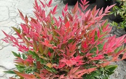 Loài cây phong thủy lúc xanh lúc đỏ: Trồng một chậu trong nhà, may mắn tự ghé cửa