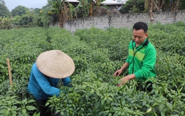 Loại quả tăng giá kỷ lục, nông dân Tuyên Quang thu gần tỷ đồng/vụ