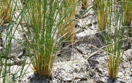 Một quốc gia Đông Nam Á thông báo vừa đón tin vui từ xuất khẩu gạo: Đã xuất khẩu sang 72 thị trường, sắp trở thành đối thủ của Việt Nam, Thái Lan tại Philippines