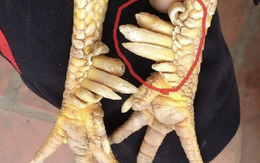 Một loài vật trong truyền thuyết Việt Nam có thật ngoài đời, nay thành đặc sản đắt đỏ