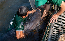 "Quái ngư” có kích thước hiếm gặp dưới lòng hồ nhân tạo lớn nhất Đông Nam Á