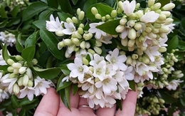 Loài cây quý như vàng, hoa nở suốt 200 ngày, trồng trong nhà là tài lộc kéo đến