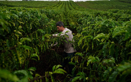 Cà phê robusta trỗi dậy: Một quốc gia BRICS đặt mục tiêu tăng sản lượng gấp 150 lần, Việt Nam đang dẫn đầu thế giới