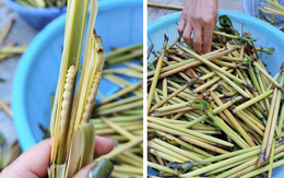 Sinh vật mềm oặt núp trong thân cây: Món đặc sản "đại bổ" lên tới hơn 3 triệu/kg