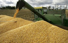 Trung Quốc, Campuchia đua nhau săn 'mỏ vàng' mới nổi của Việt Nam: là cứu tinh cho chăn nuôi, nước ta đứng thứ 8 thế giới về sản lượng