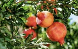 Loại quả giàu collagen chống lão hóa đang vào “mùa vàng”, giá rẻ bèo bán đầy khắp chợ Việt