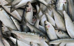 6 loại cá "vô địch" omega-3 bán đầy chợ, càng ăn càng khỏe